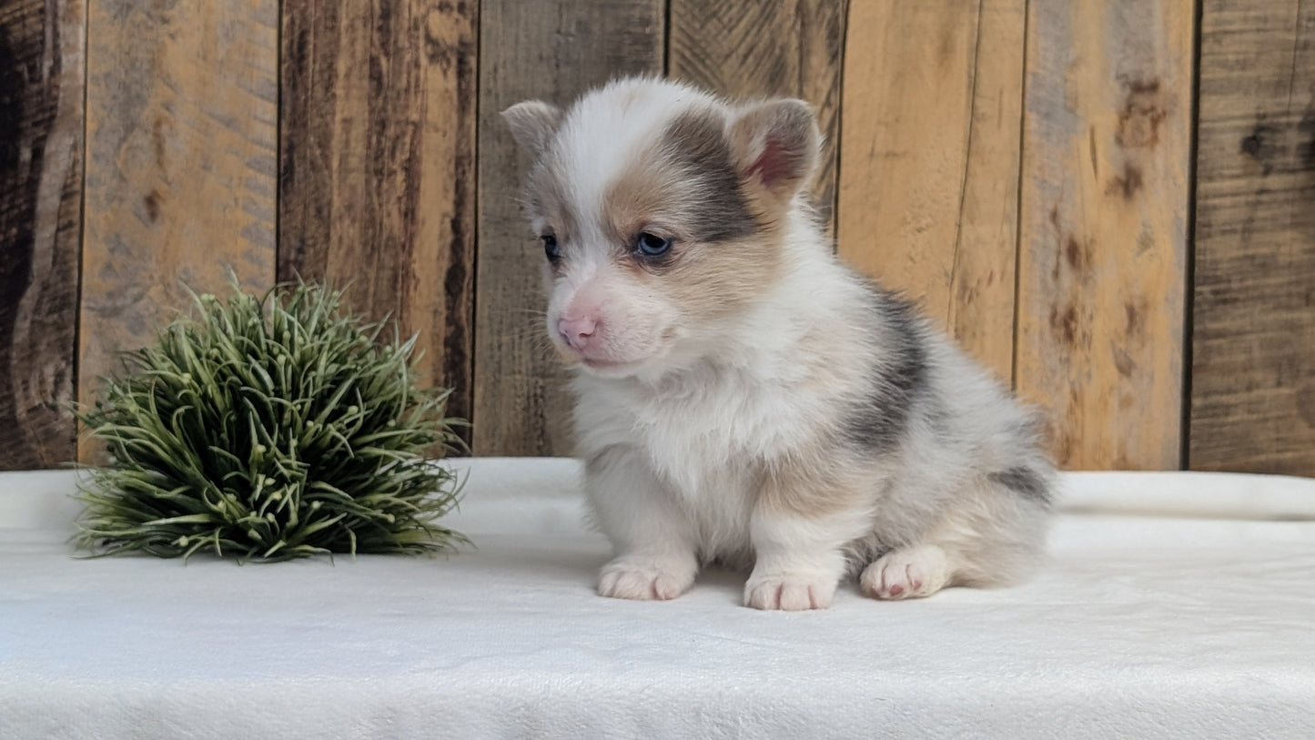 CORGI (JAN 09) MALES