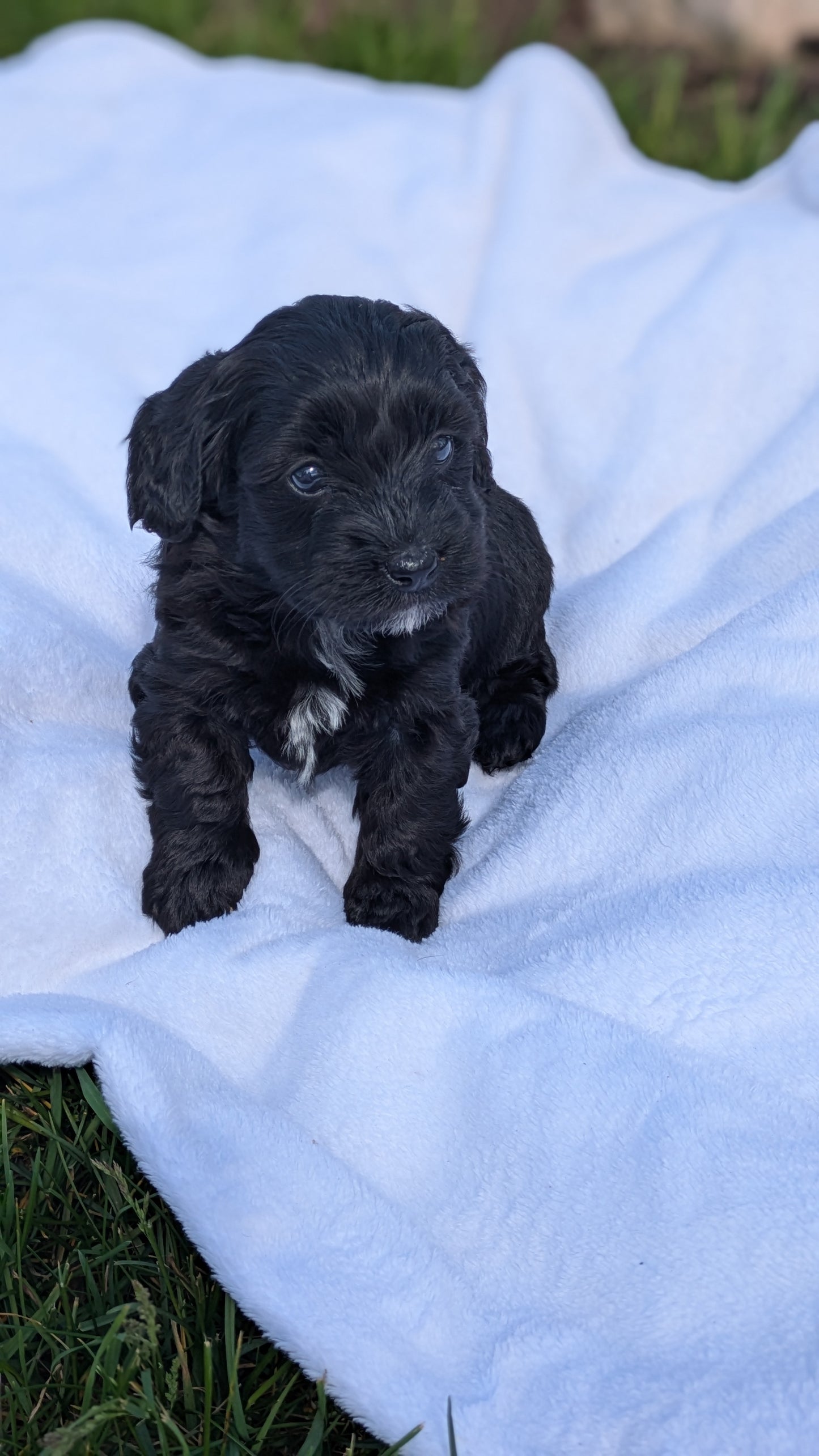 MINI BERNEDOODLE (03/30) FEMALE