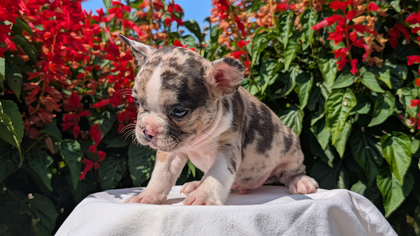 FRENCHTON (06/25) MALE