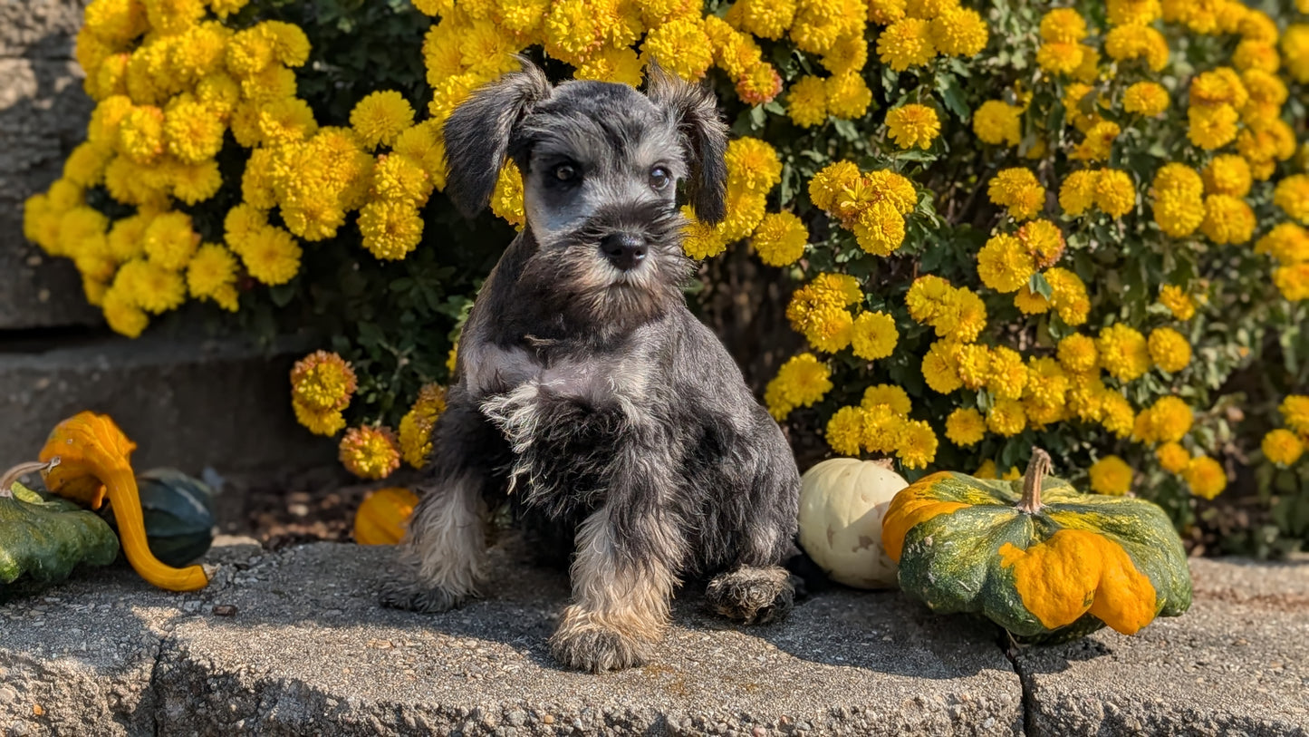 MINI SCHNAUZER (08/21) MALE