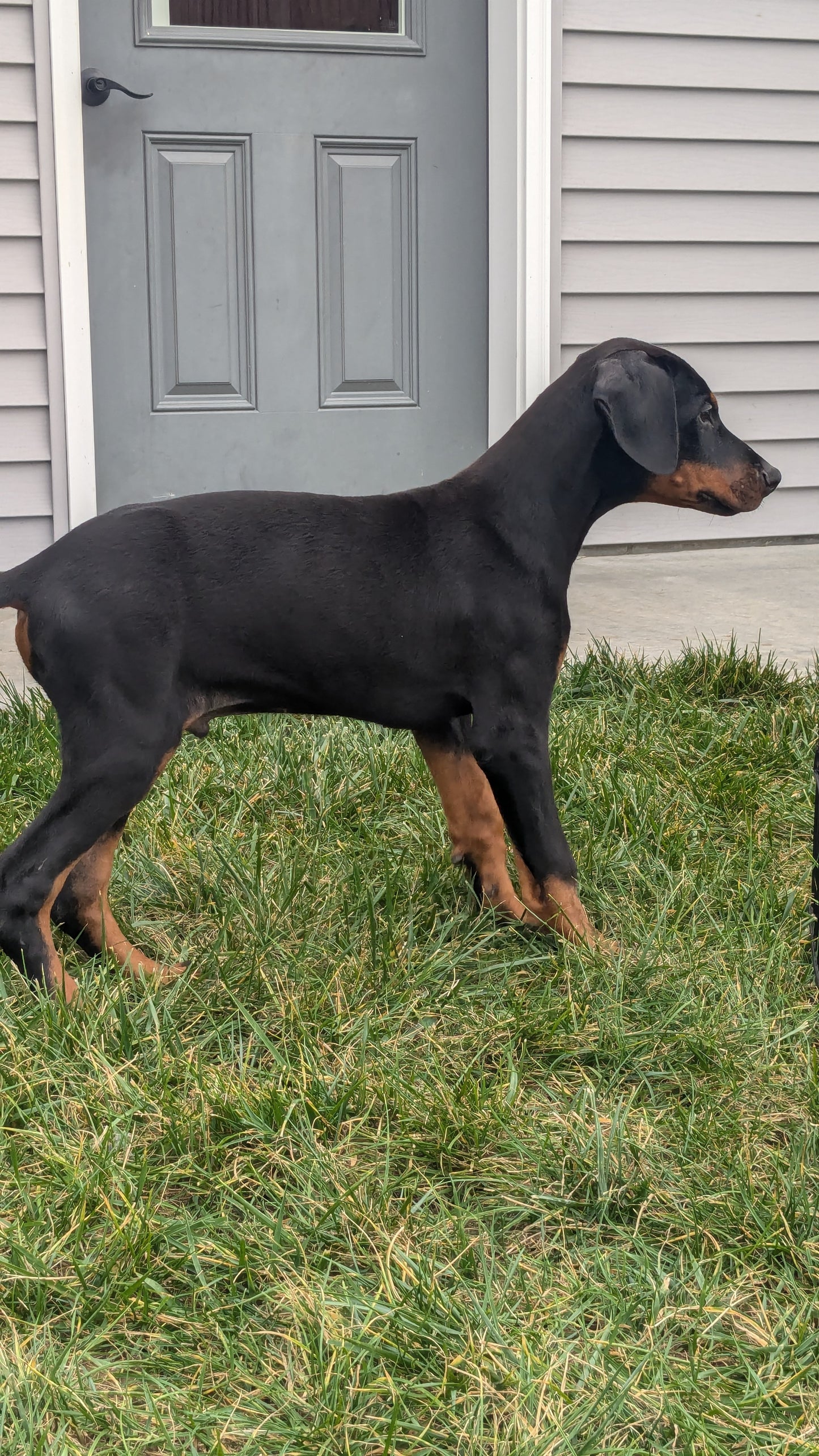 DOBERMAN PINSCHER (08/11) MALE