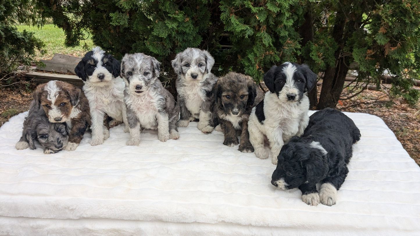 MINI BERNEDOODLE (09/24) MALE