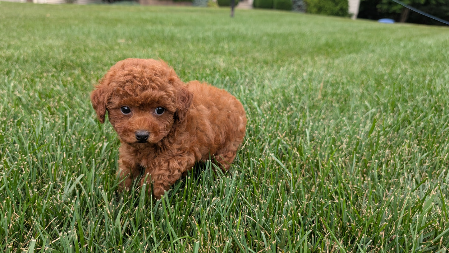 TOY POODLE (07/01) FEMALE