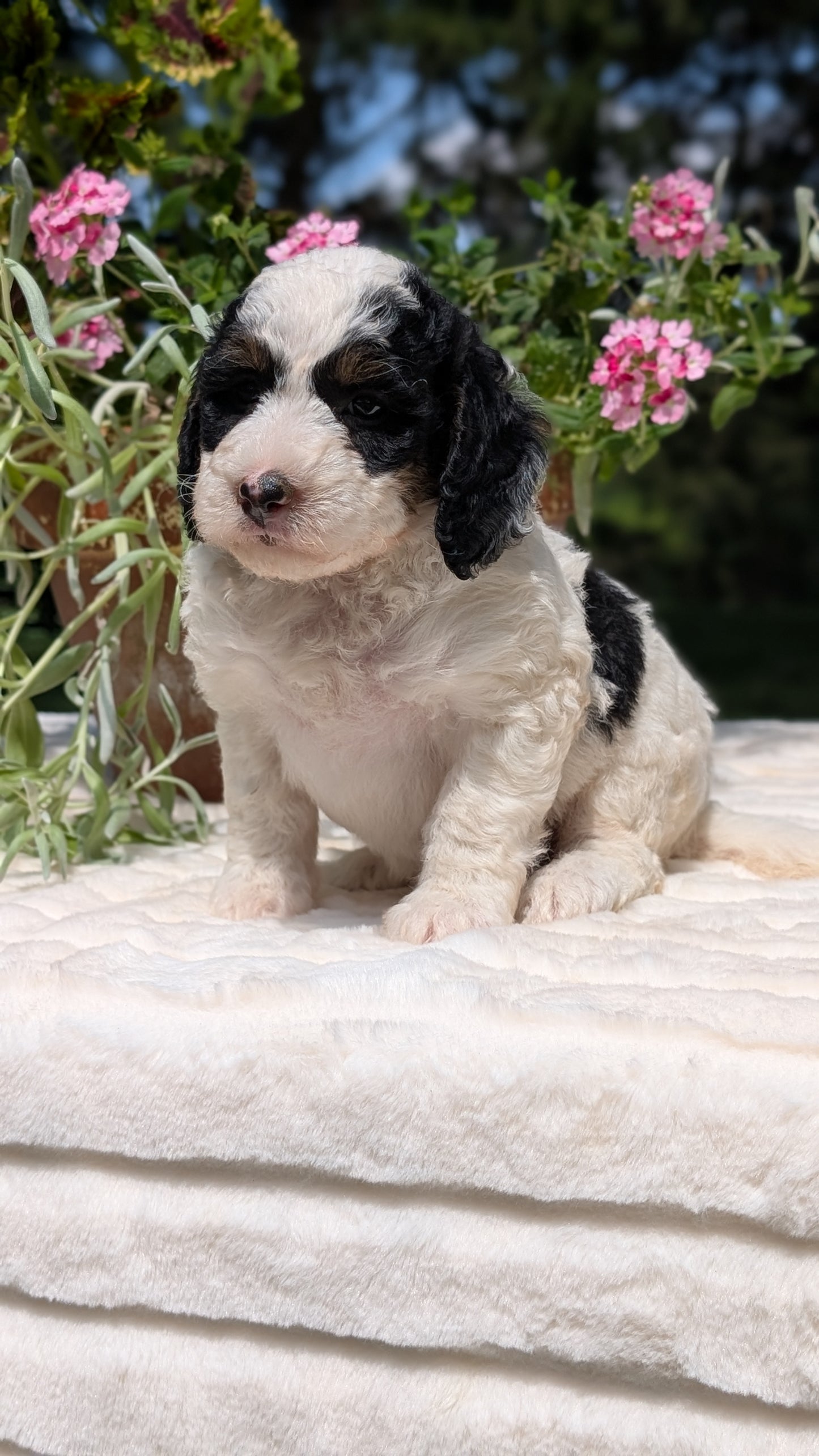 MINI BERNEDOODLE (06/11) FEMALE