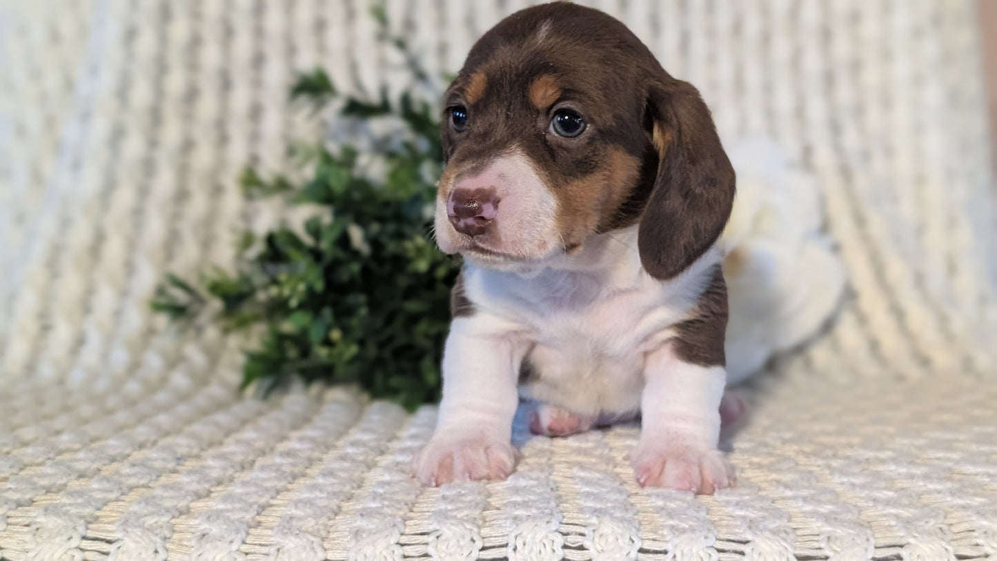 MINI DACHSHUND (JAN 16) MALE