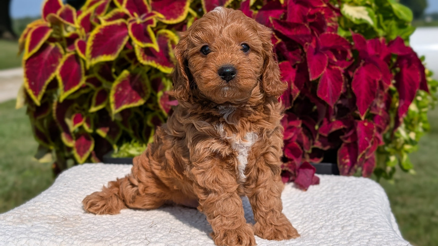 CAVAPOO (07/06) MALE