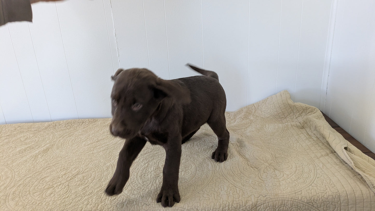 LABRADOR RETRIEVER (11/03) MALE