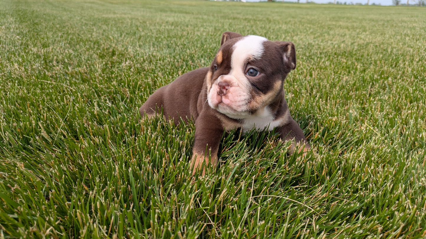 ENGLISH BULLDOG (04/18) MALE