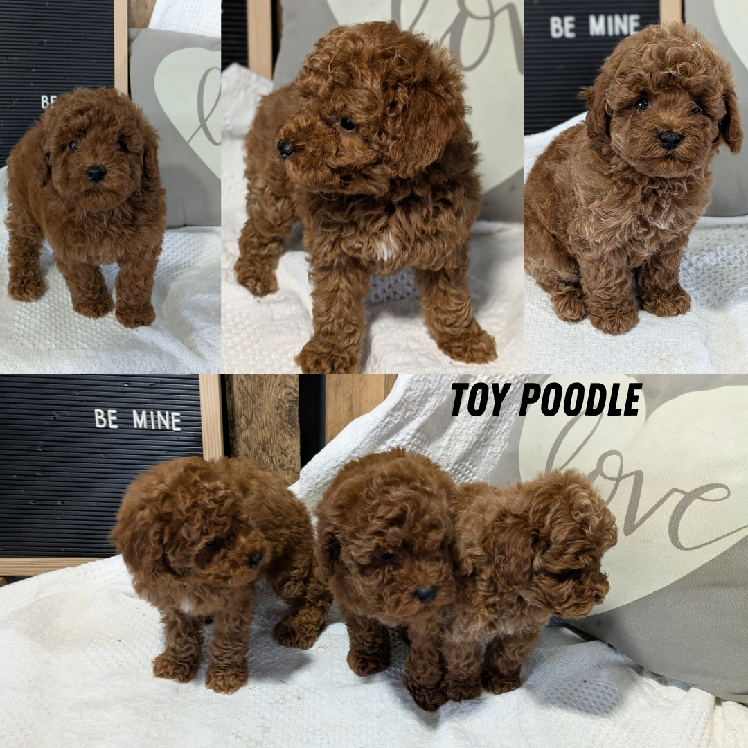 TOY POODLE (12/20) FEMALE