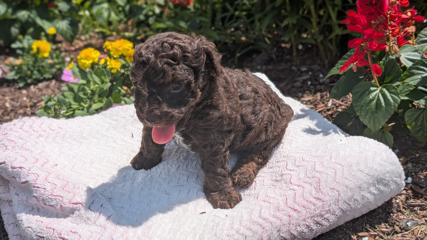 TOY POODLE (06/30) MALE