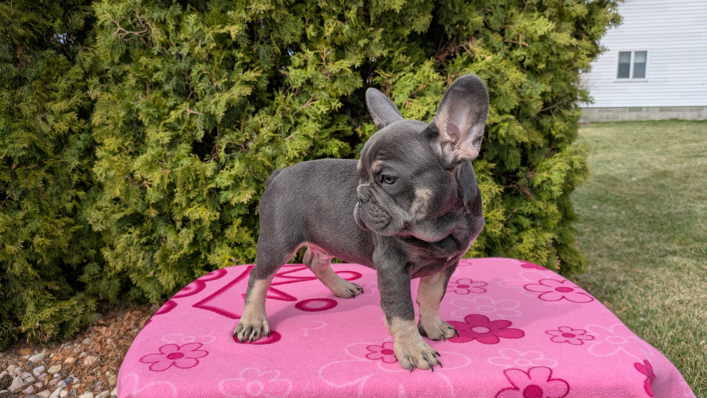 FRENCH BULLDOG (12/21) MALE