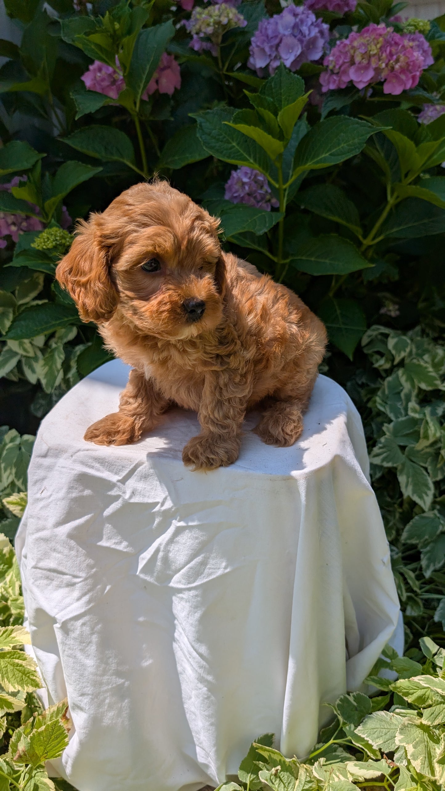 CAVAPOO (05/23) MALE