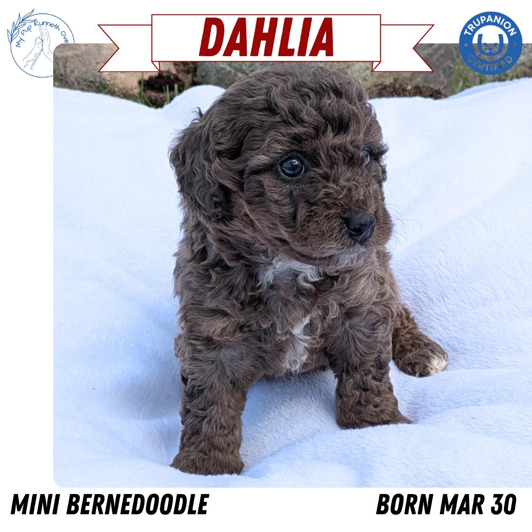 MINI BERNEDOODLE (03/30) FEMALE