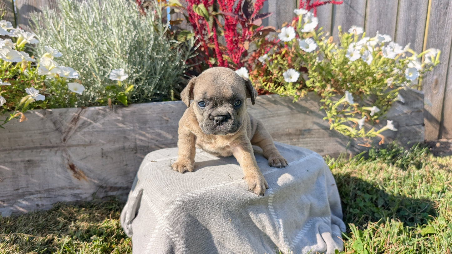 FRENCH BULLDOG (07/03) FEMALE