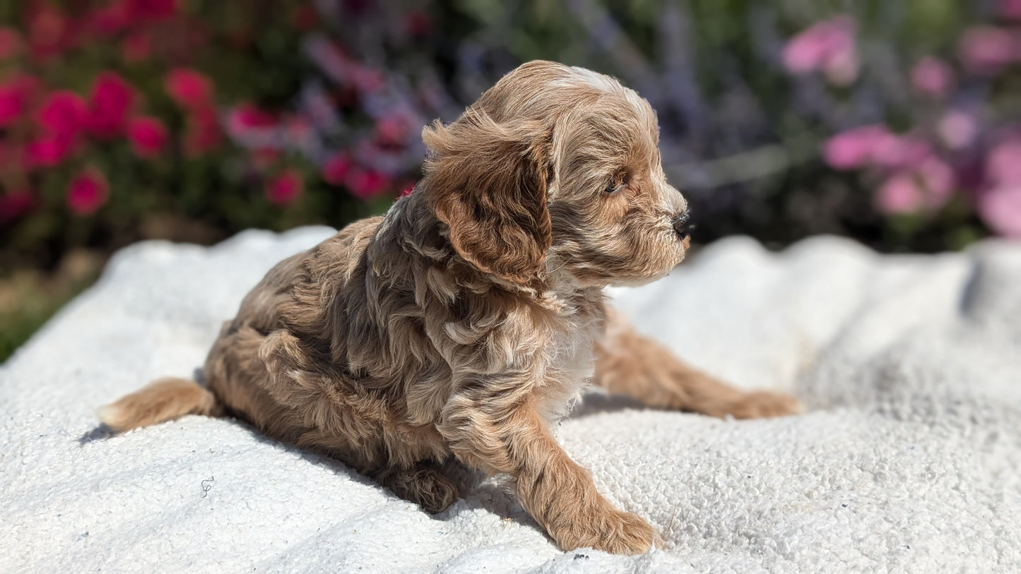 CAVAPOO (08/02) FEMALE