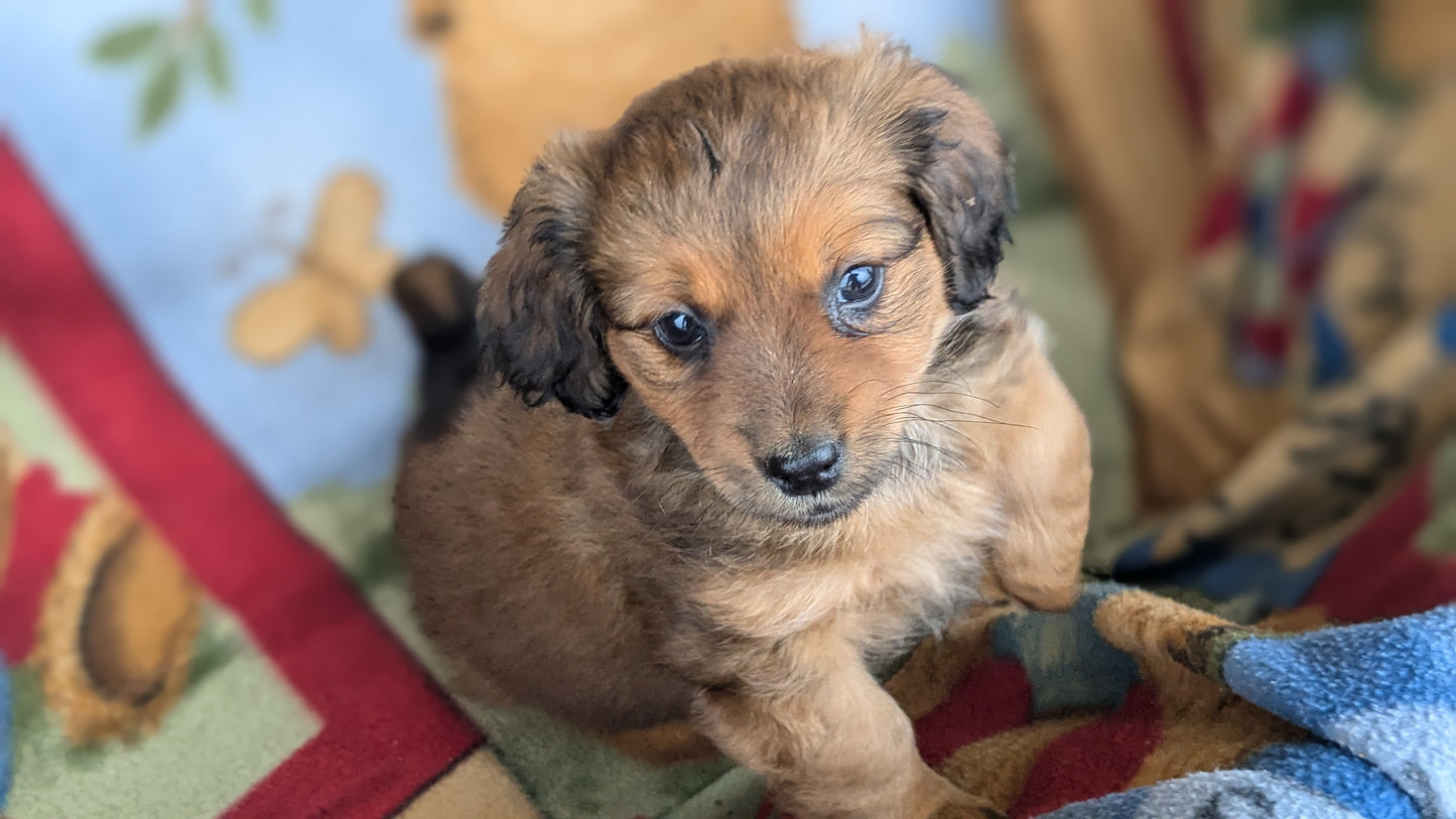 DACHSHUND (10/01) MALE