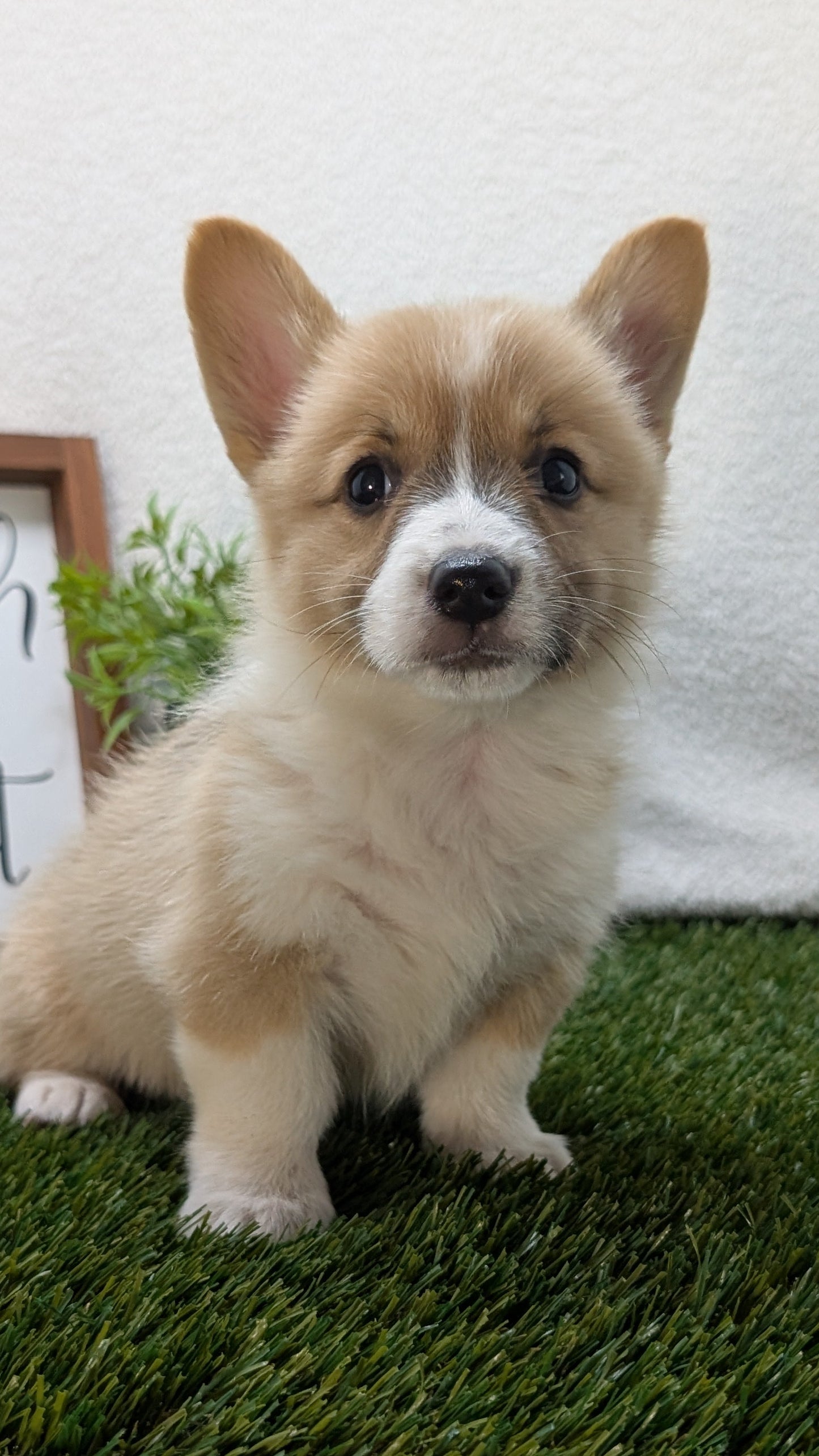 CORGI (07/10) MALE