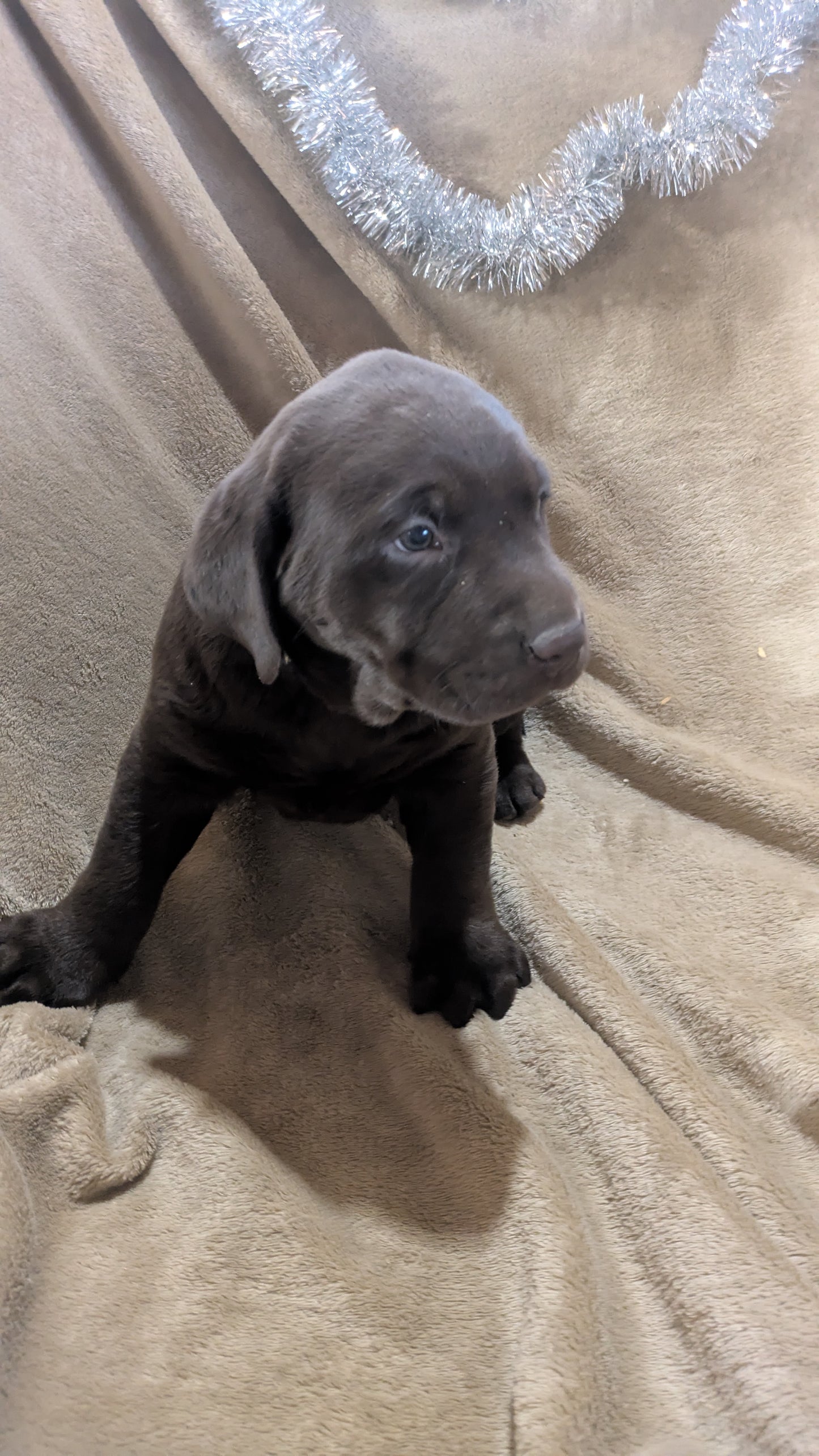 LABRADOR RETRIEVER (10/17) MALE