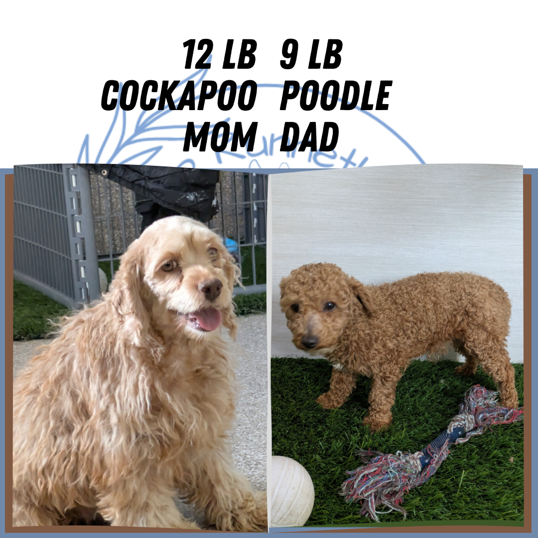 COCKAPOO (08/03) FEMALE