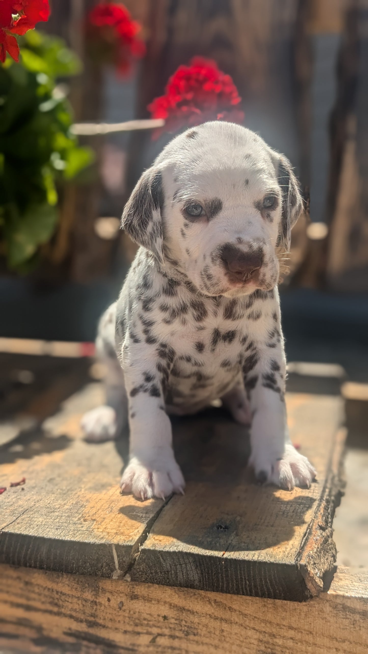 DALMATIAN (05/26) FEMALE