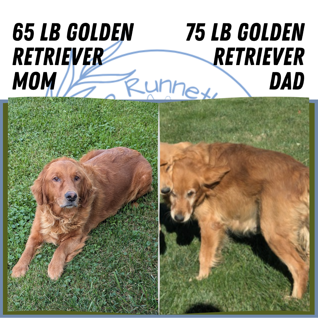 GOLDEN RETRIEVER (07/16) FEMALE
