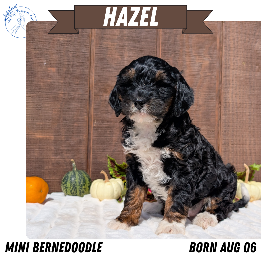 MINI BERNEDOODLE (08/06) FEMALE