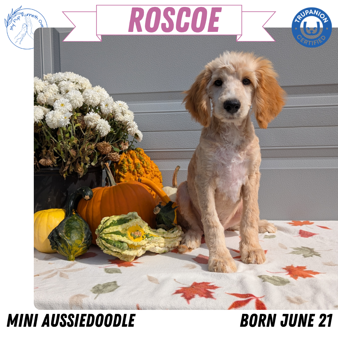 MINI AUSSIEDOODLE (06/21) MALE
