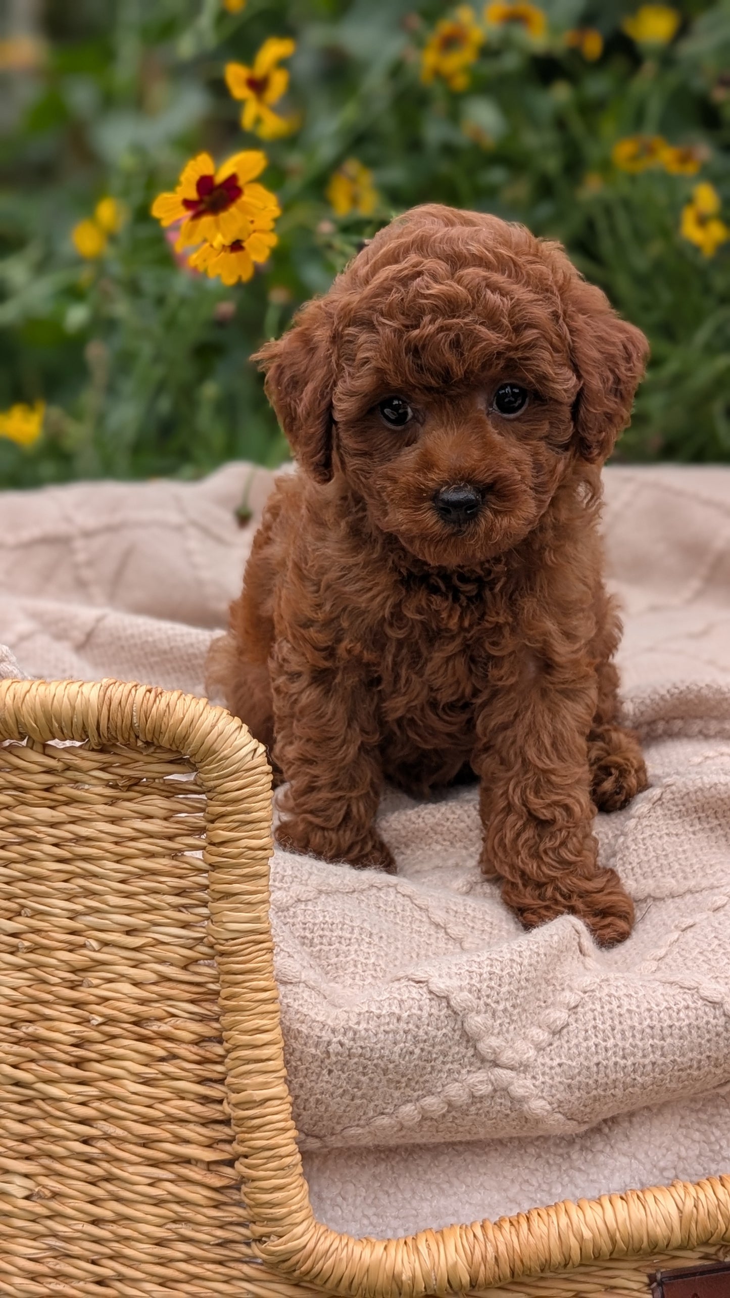 TOY POODLE (07/01) MALE