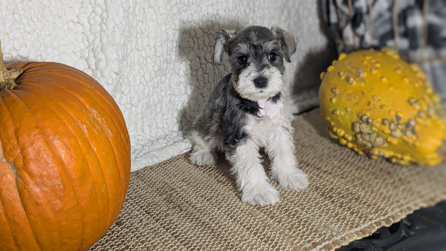 MINI SCHNAUZER (09/23) MALE