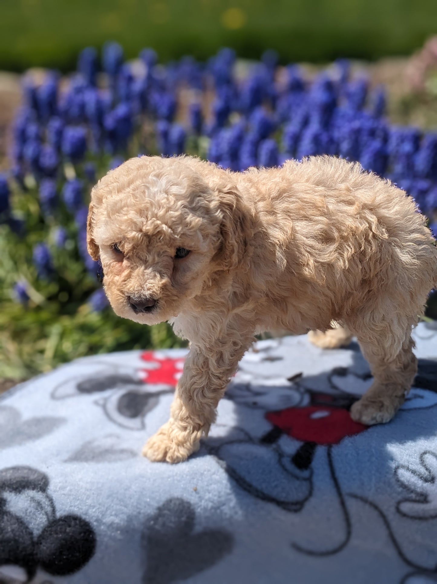 MICRO BERNEDOODLES (03/18) FEMALE