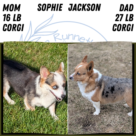 CORGI (AUG 17) 1 FEMALE