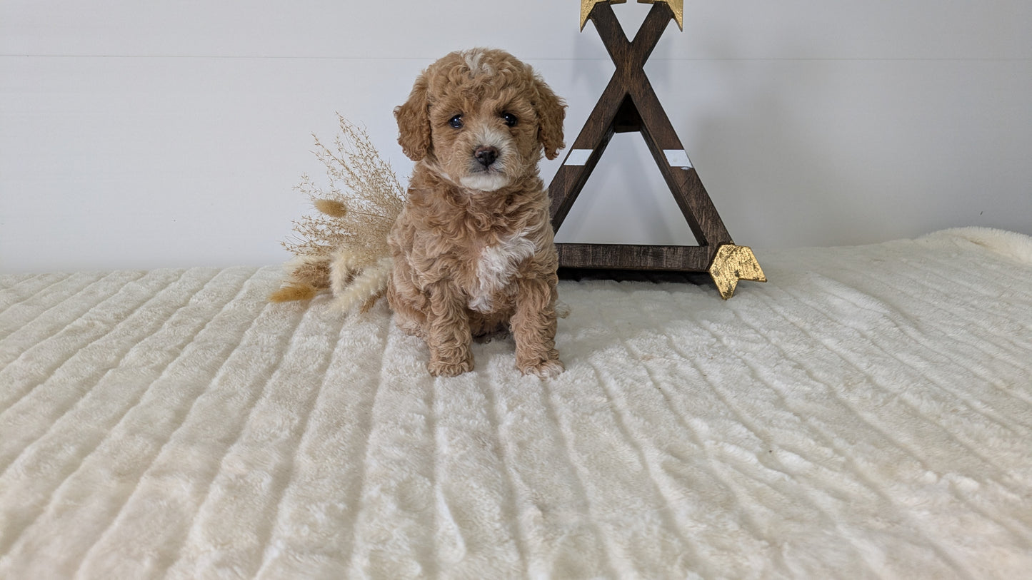 MINI GOLDENDOODLE (03/28) FEMALE