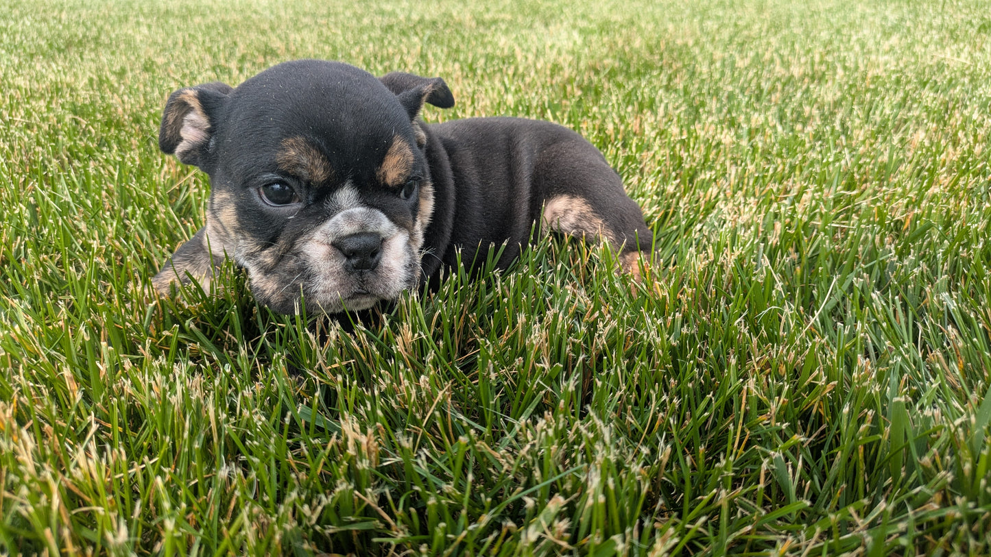 ENGLISH BULLDOG (04/18) MALE
