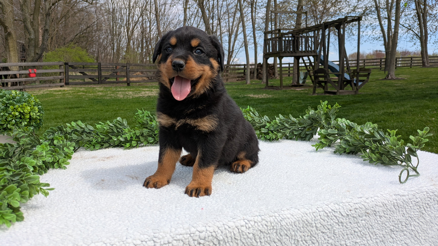 ROTTWEILER (03/18) MALE