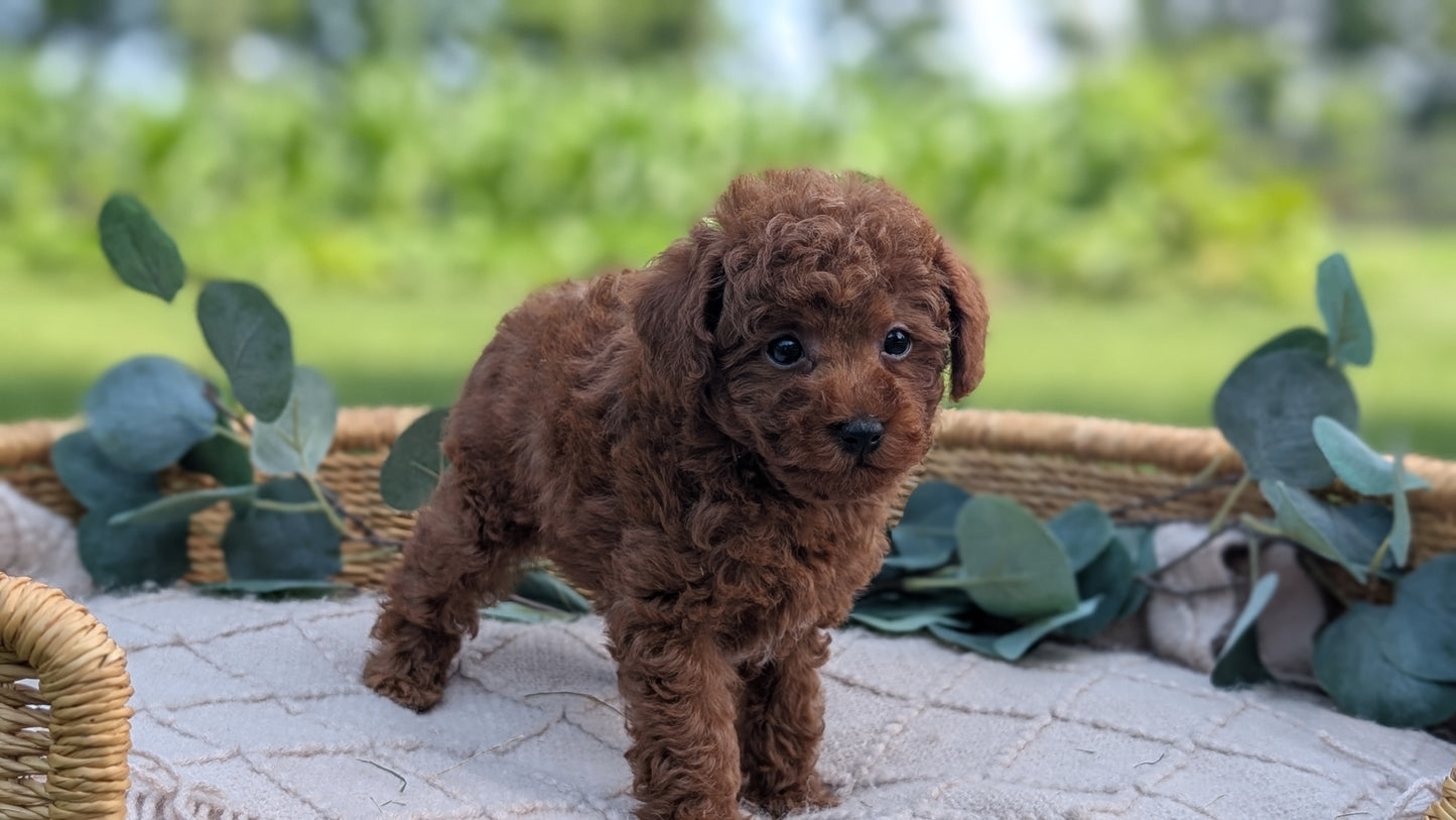 MINI POODLE (MAY 20) MALES