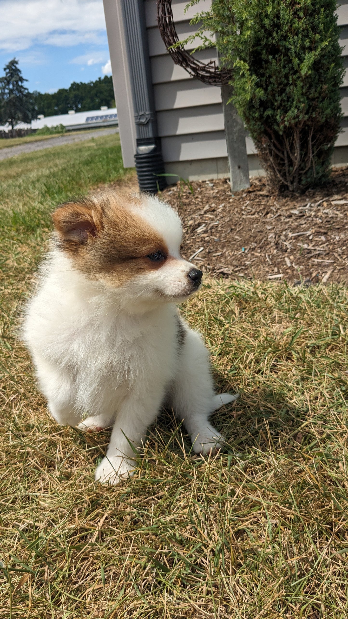 POMERANIAN (04/15) FEMALE