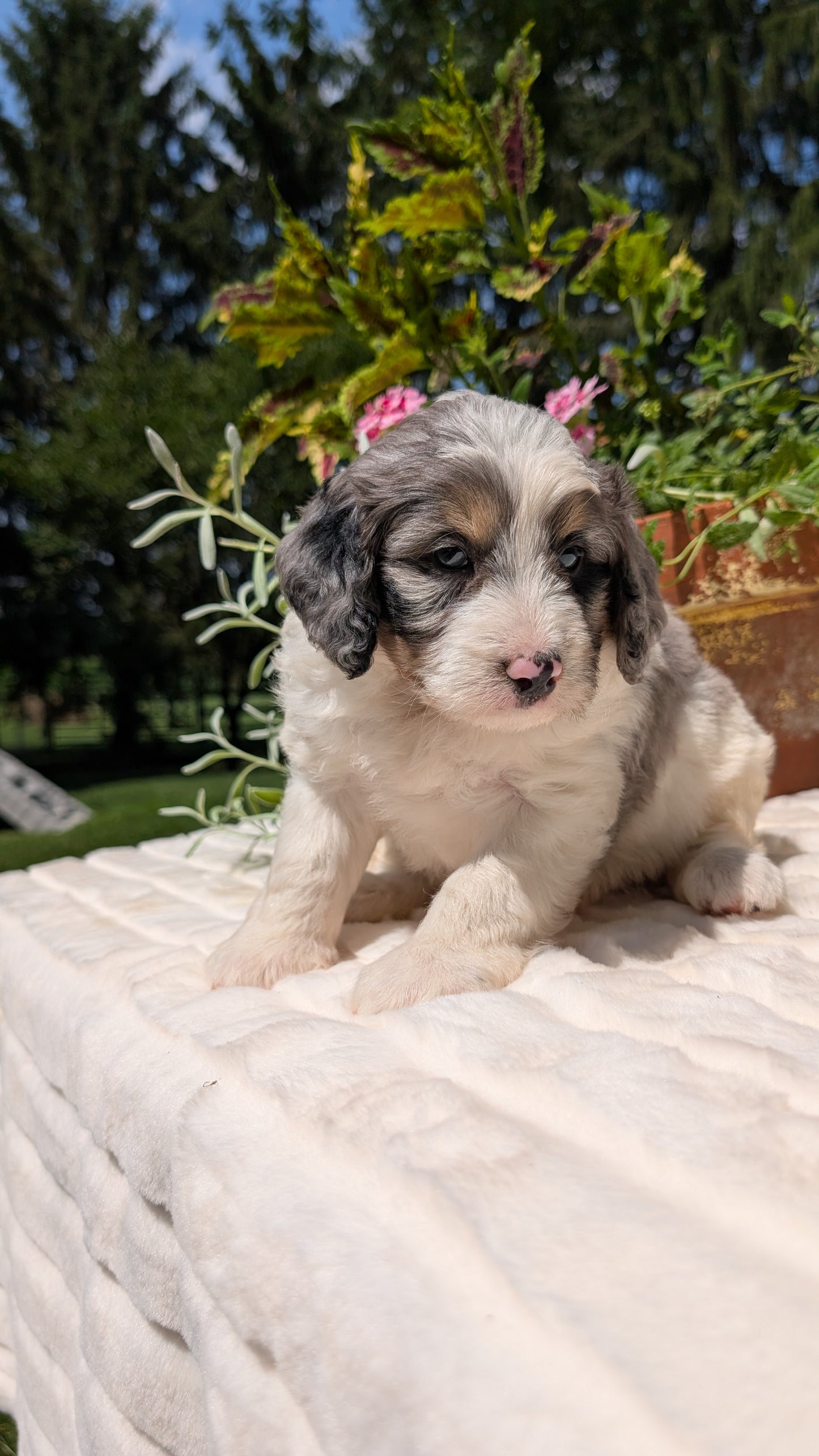 MINI BERNEDOODLE (06/11) MALE