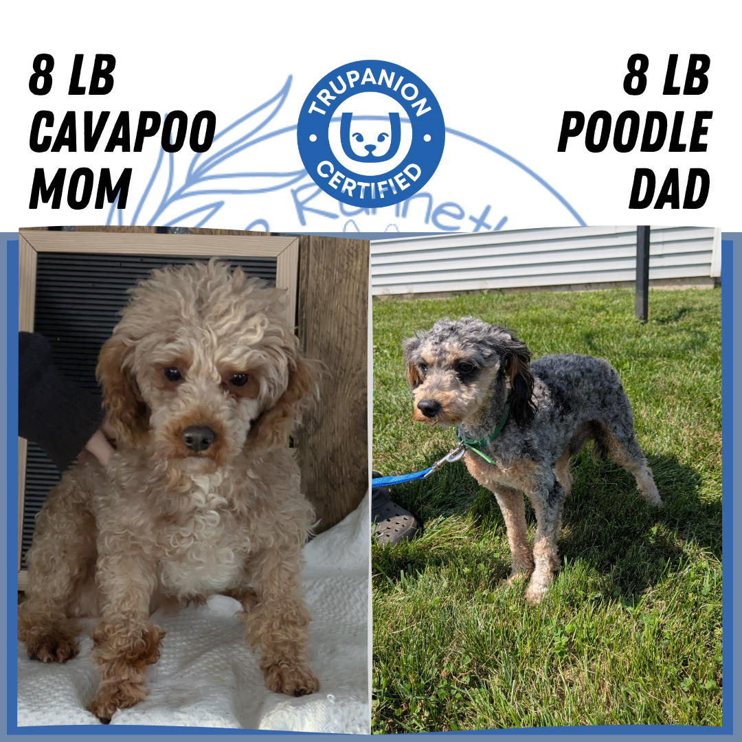 CAVAPOO (06/28) MALE