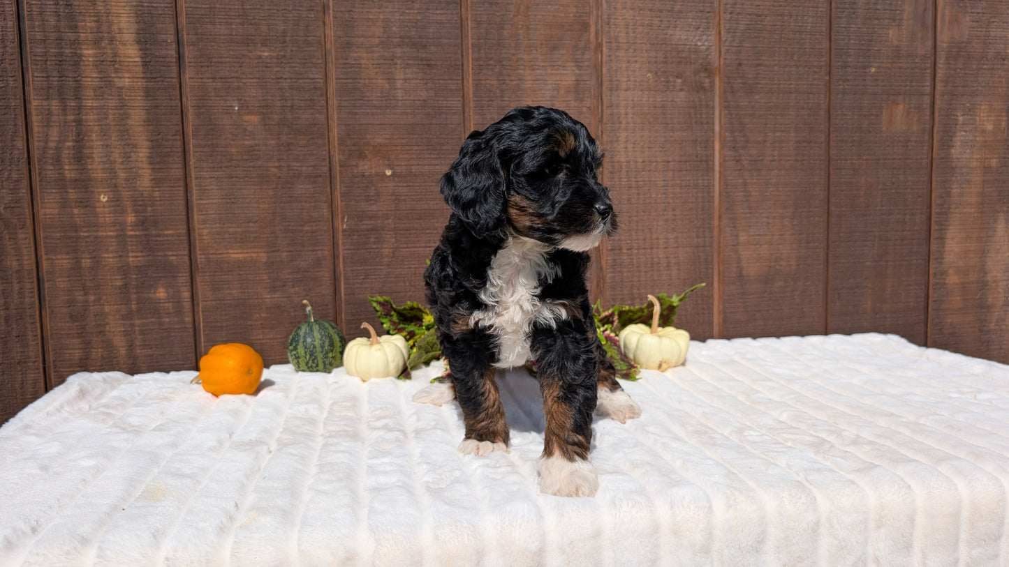 MINI BERNEDOODLE (08/06) FEMALE