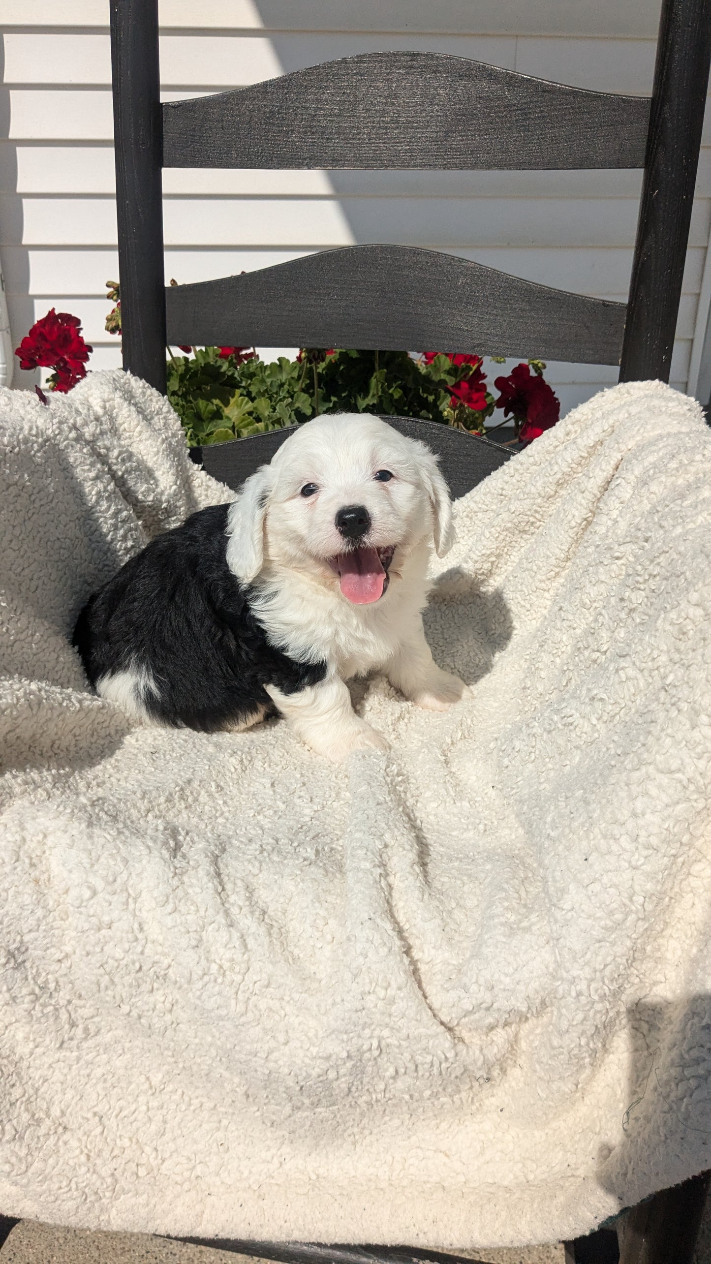 BERNEDOODLE (07/15) FEMALE