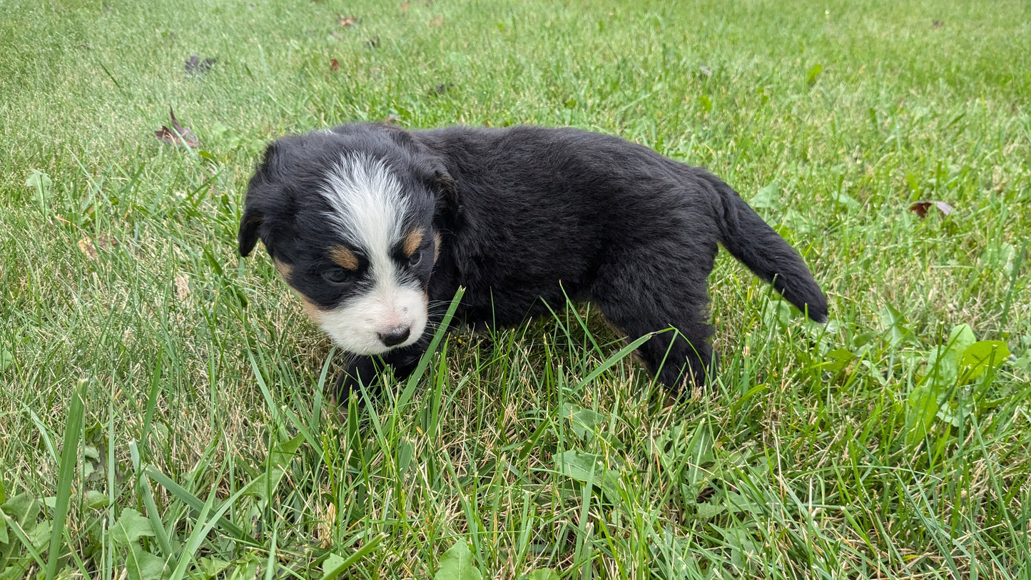 BERNESE MOUNTAIN DOG (08/18) FEMALE