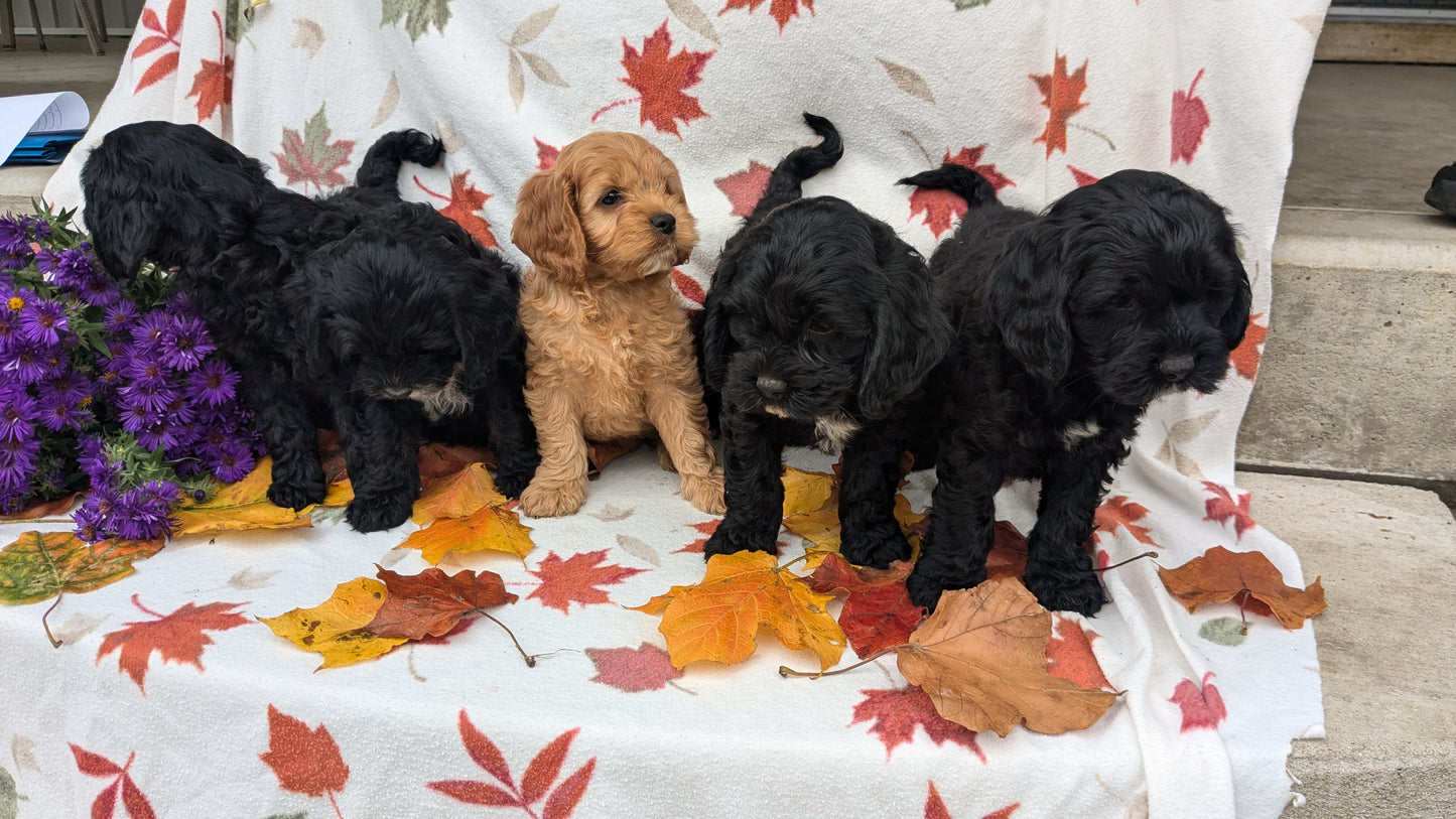 COCKAPOO (08/03) FEMALE