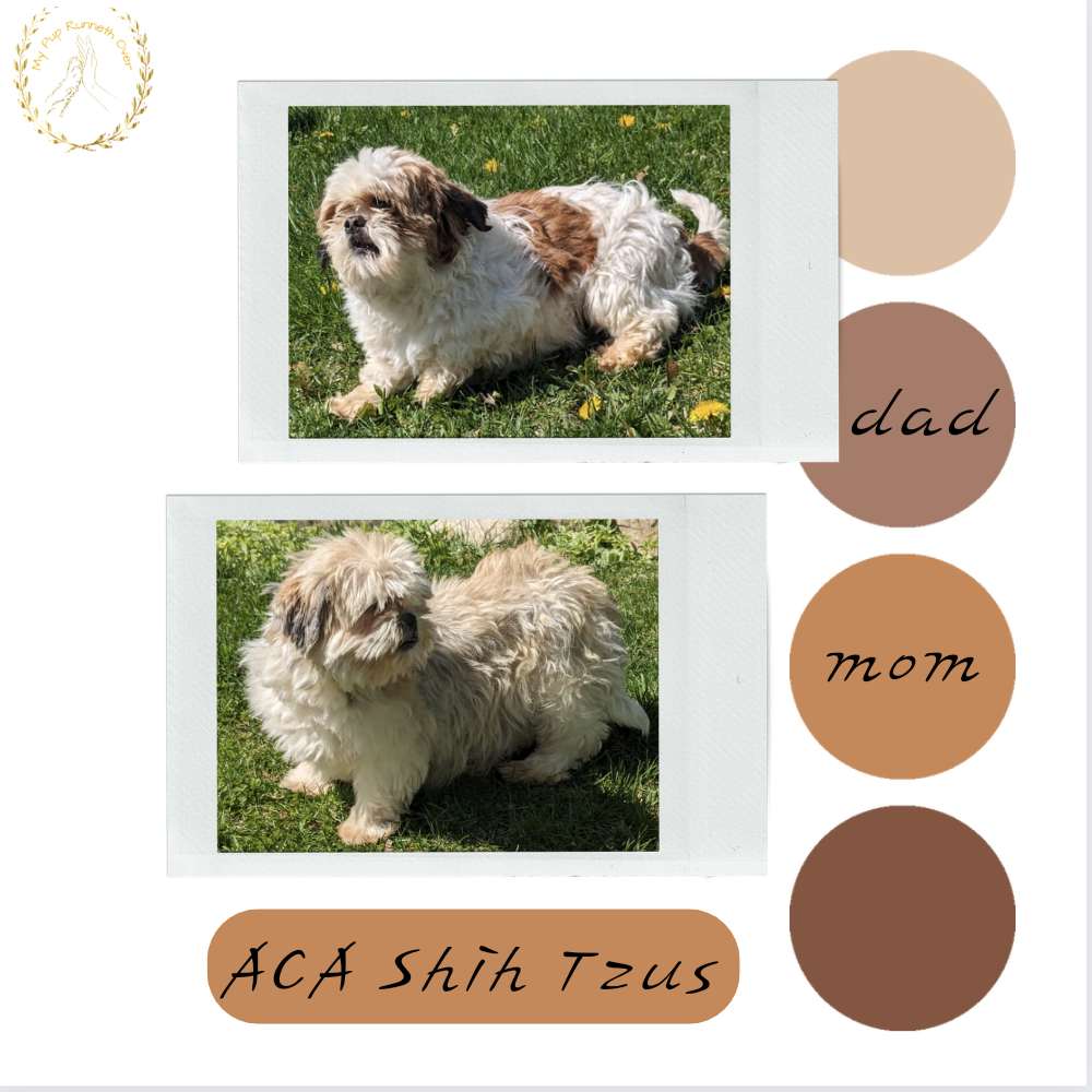 SHIH TZU (03/11) MALE