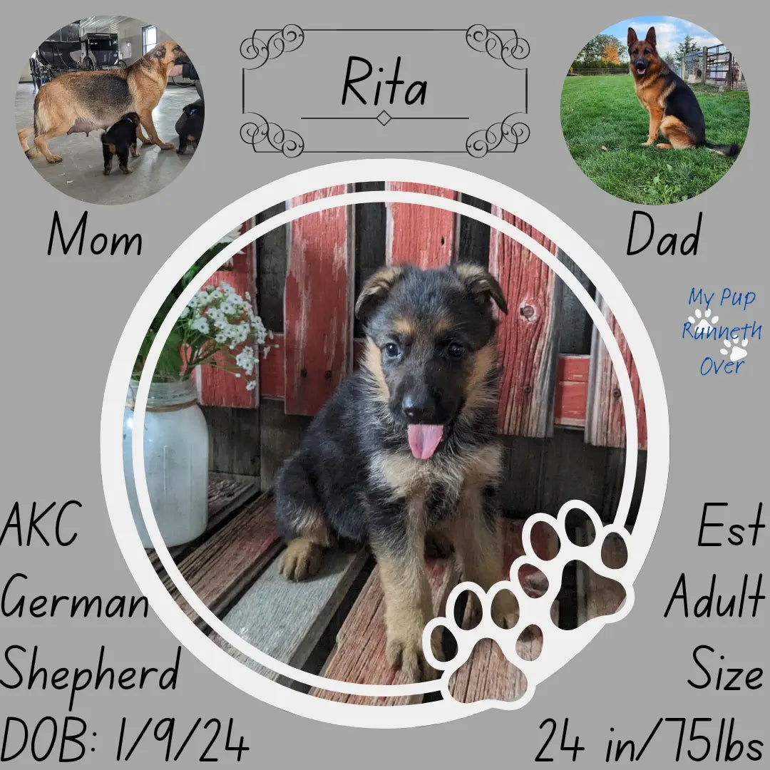 German Shepherd (01/09) Female