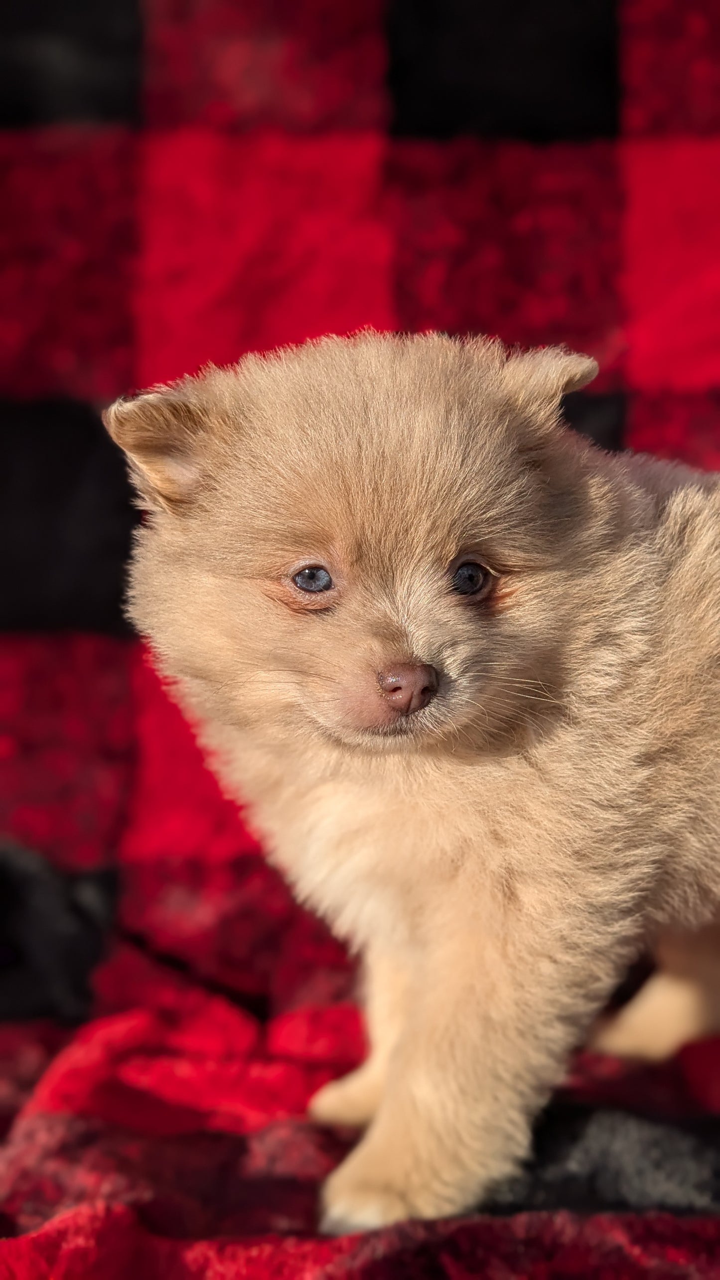 POMERANIAM (10/01) FEMALE