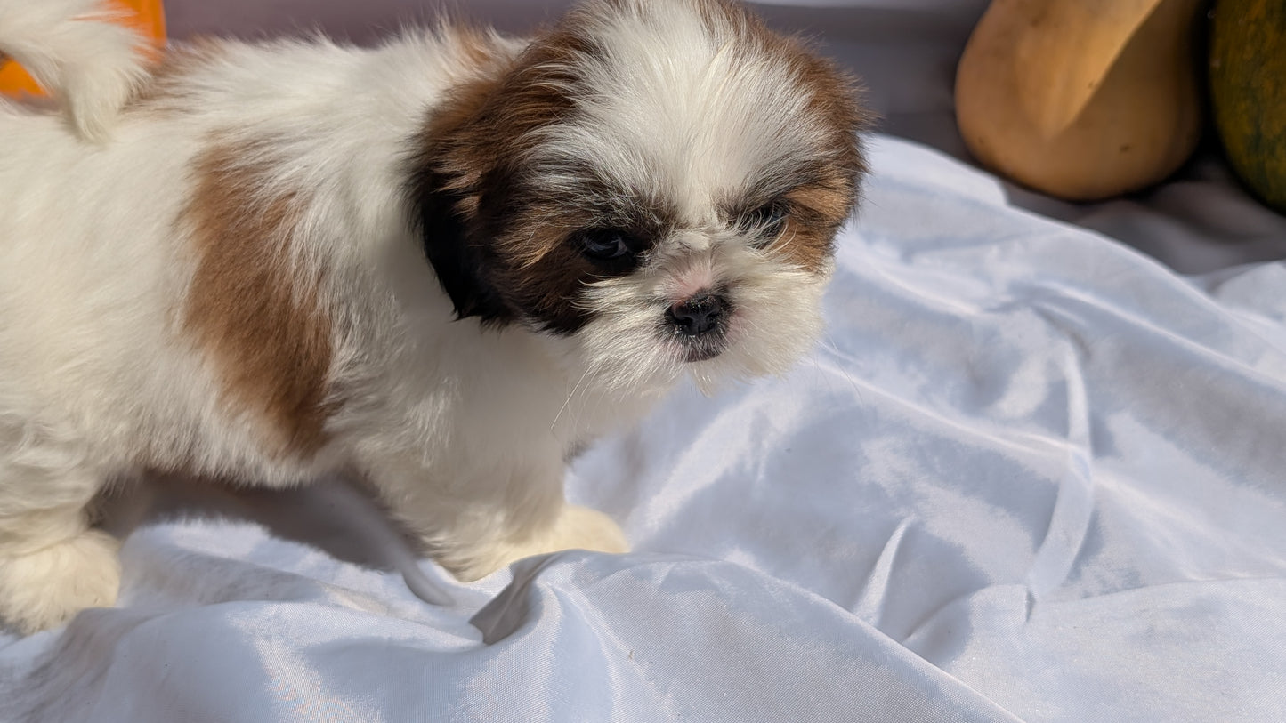 SHIH TZU (07/18) FEMALE