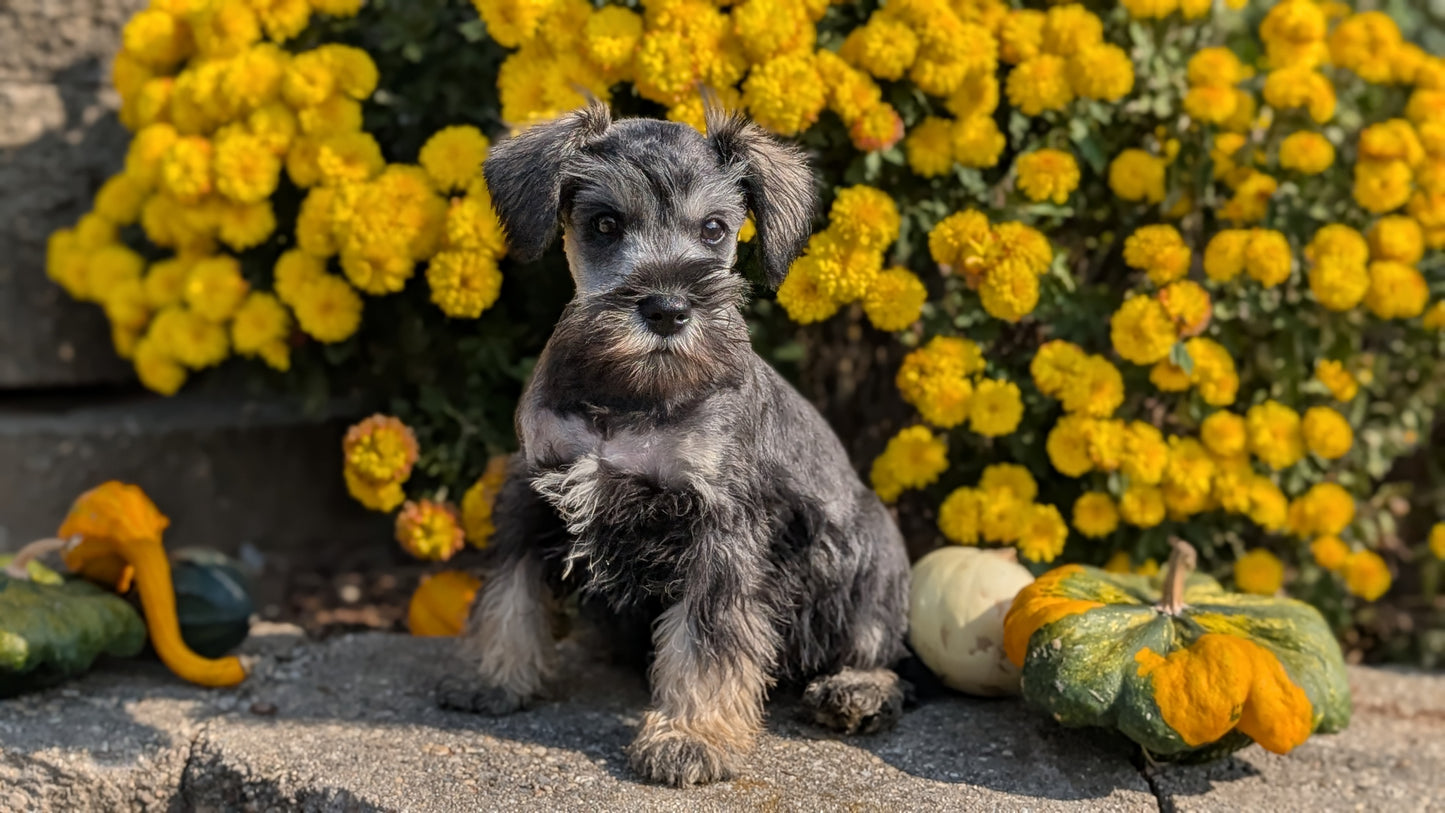 MINI SCHNAUZER (08/21) MALE