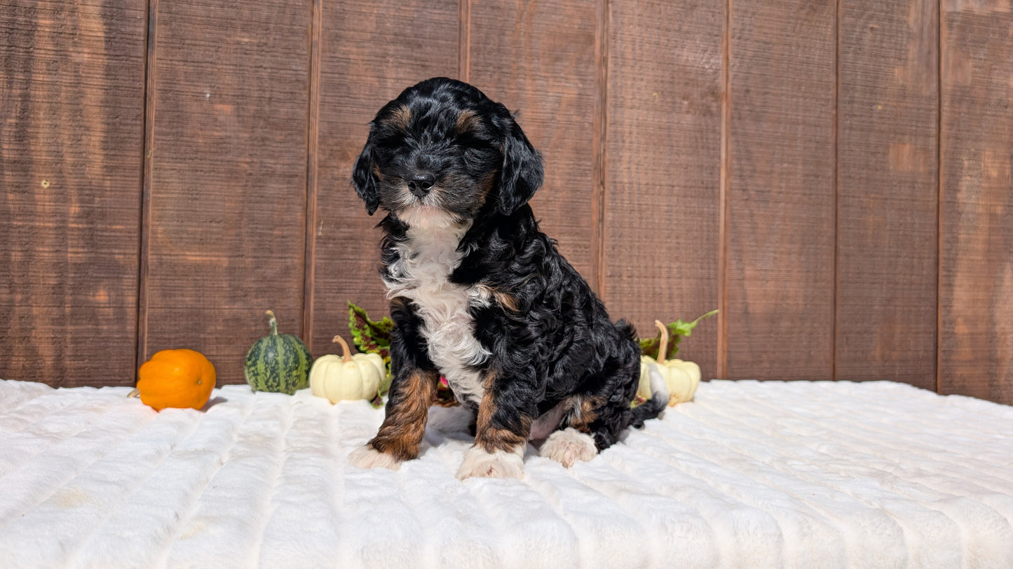 MINI BERNEDOODLE (08/06) FEMALE