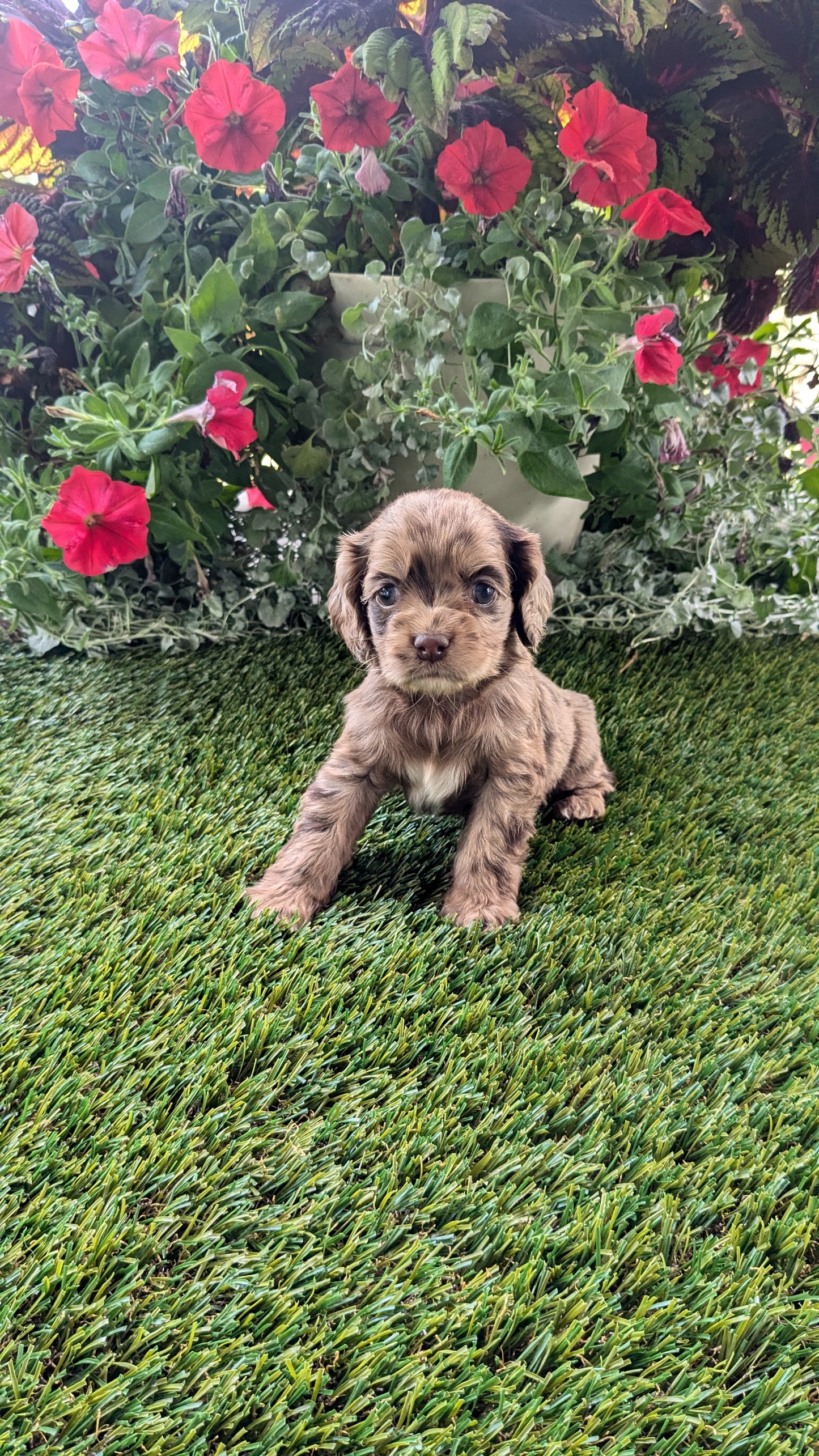 COCKER SPANIEL (07/24) FEMALE