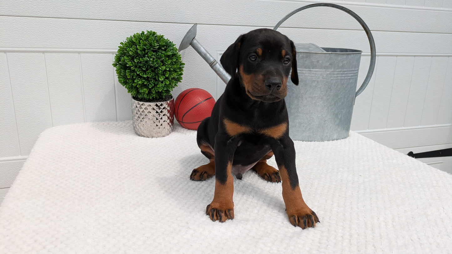DOBERMAN PINSCHER (03/22) MALE